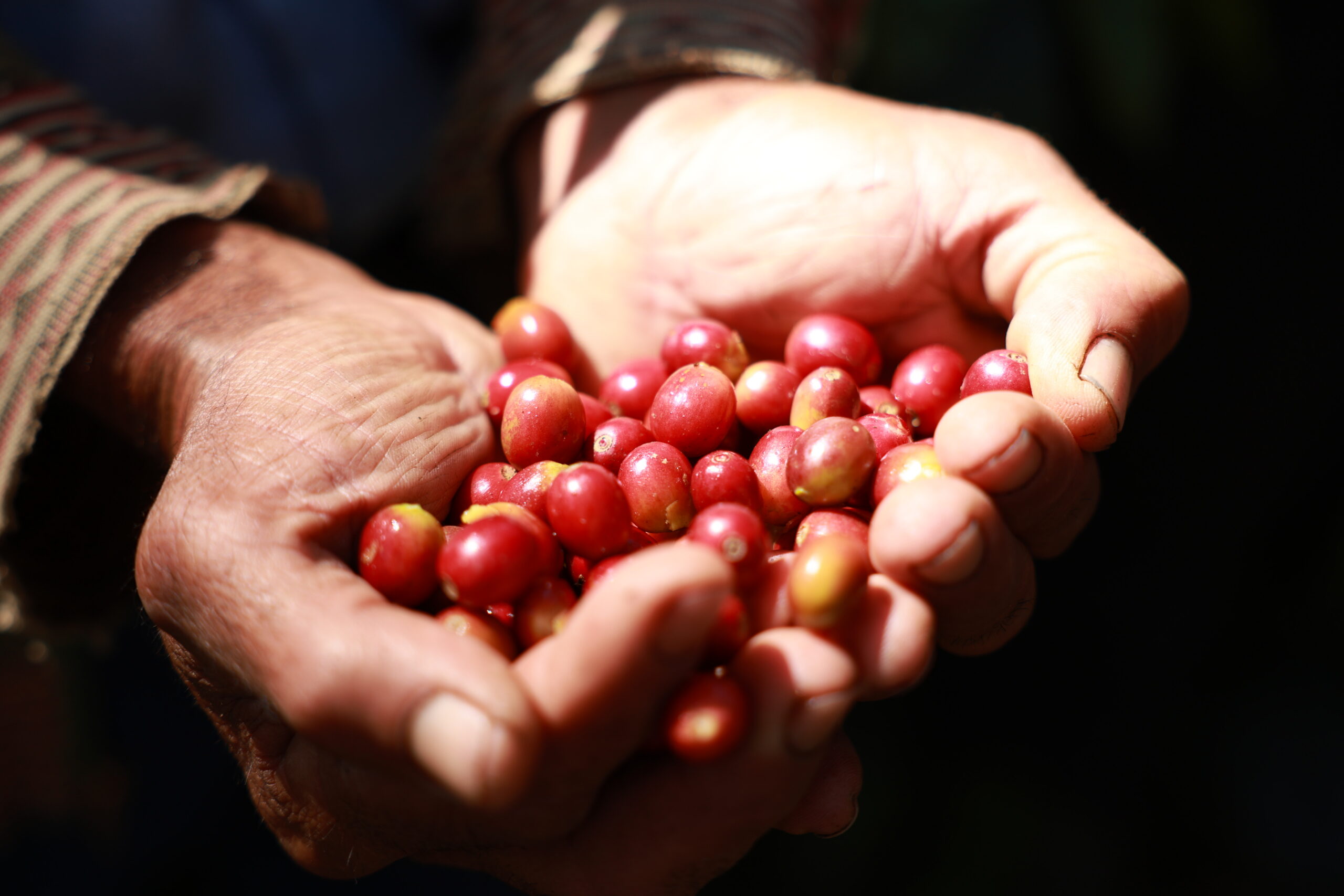 Investigadores venezolanos redefinen producción orgánica y urbana del café de especialidad