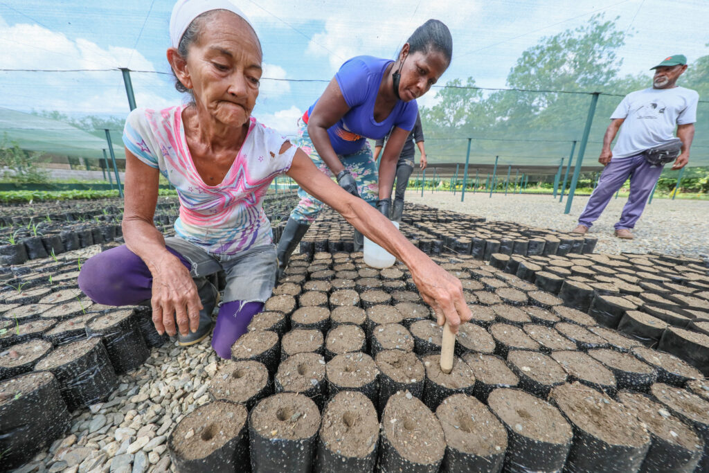 Cenidic, Carmen Liendo, cacao