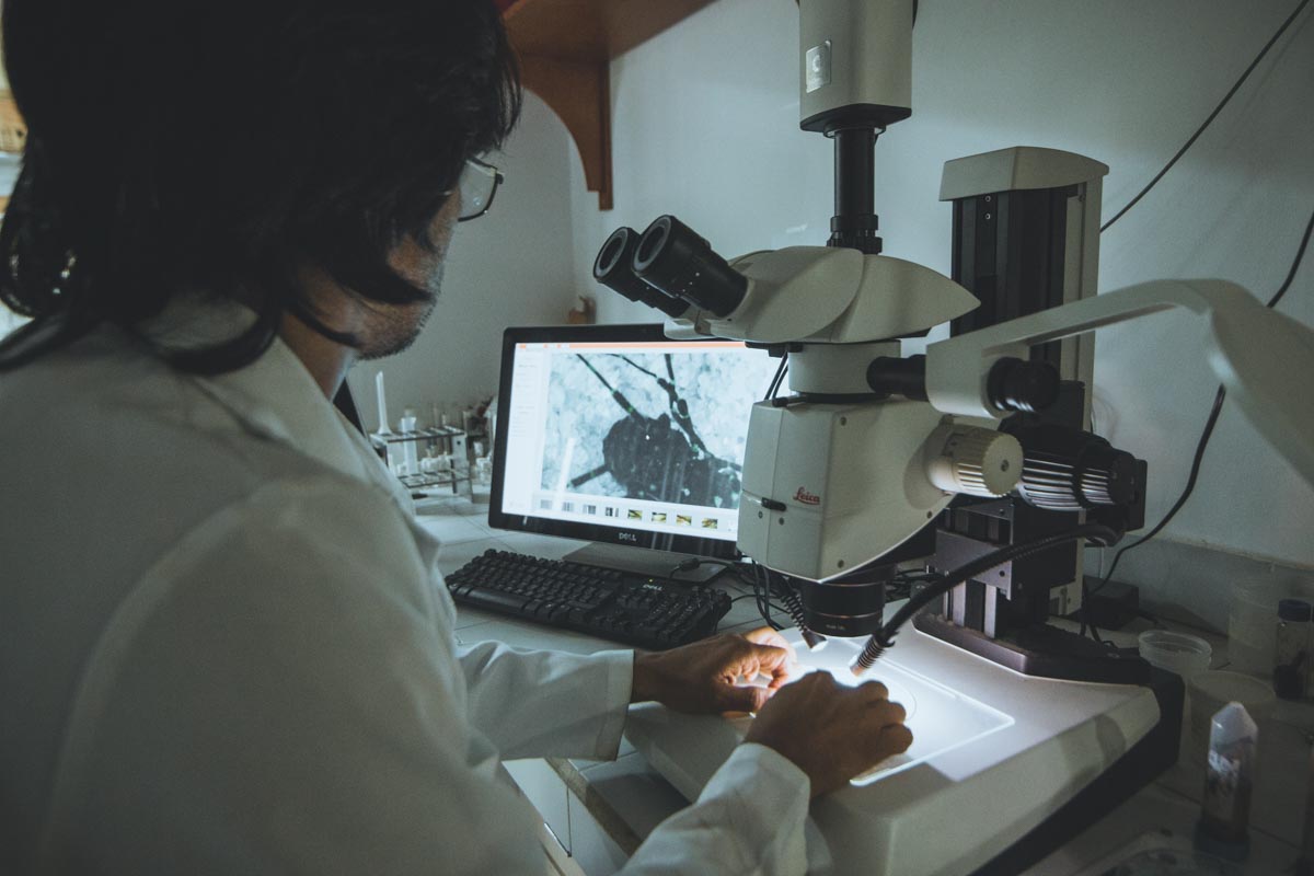 Nuevo género y especie de escorpión látigo de cola corta de la Amazonia venezolana