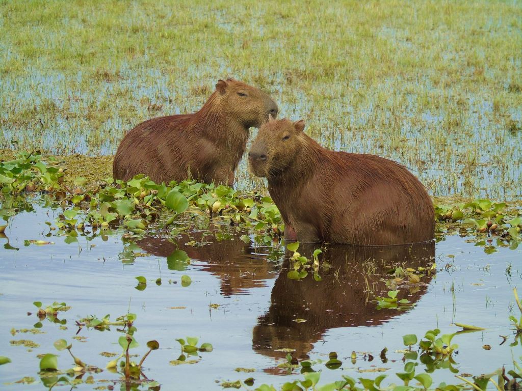 Presentan primer balance de fiscalización sobre especies baba y chigüire
