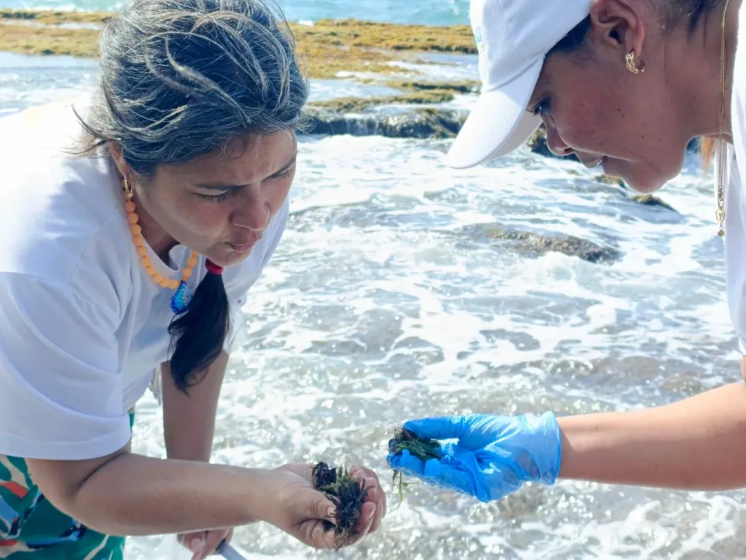 Mincyt analiza potencial ecológico de las macroalgas en La Guaira