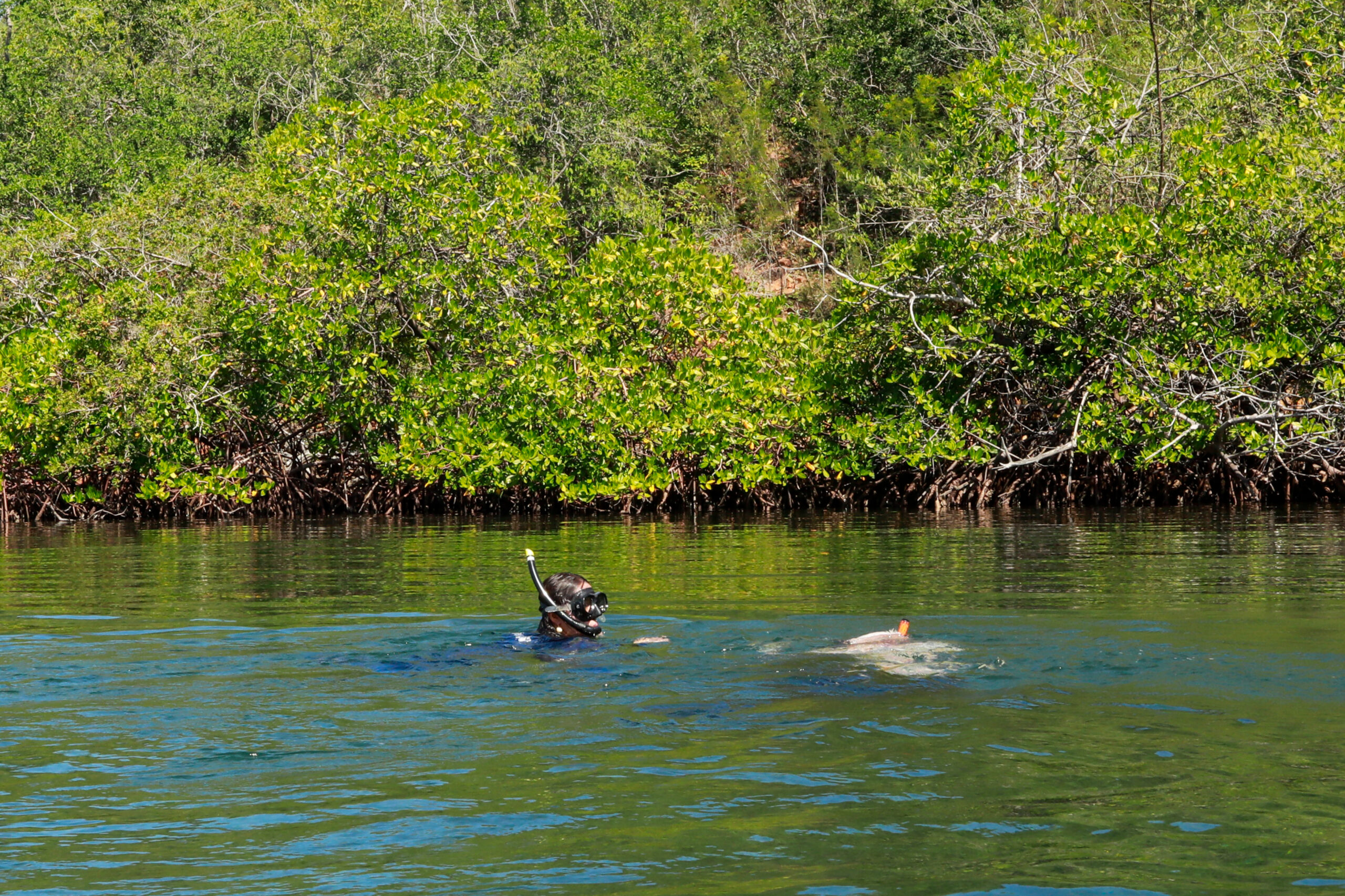 Hallan especie en extinción de caballitos de mar en costas venezolanas