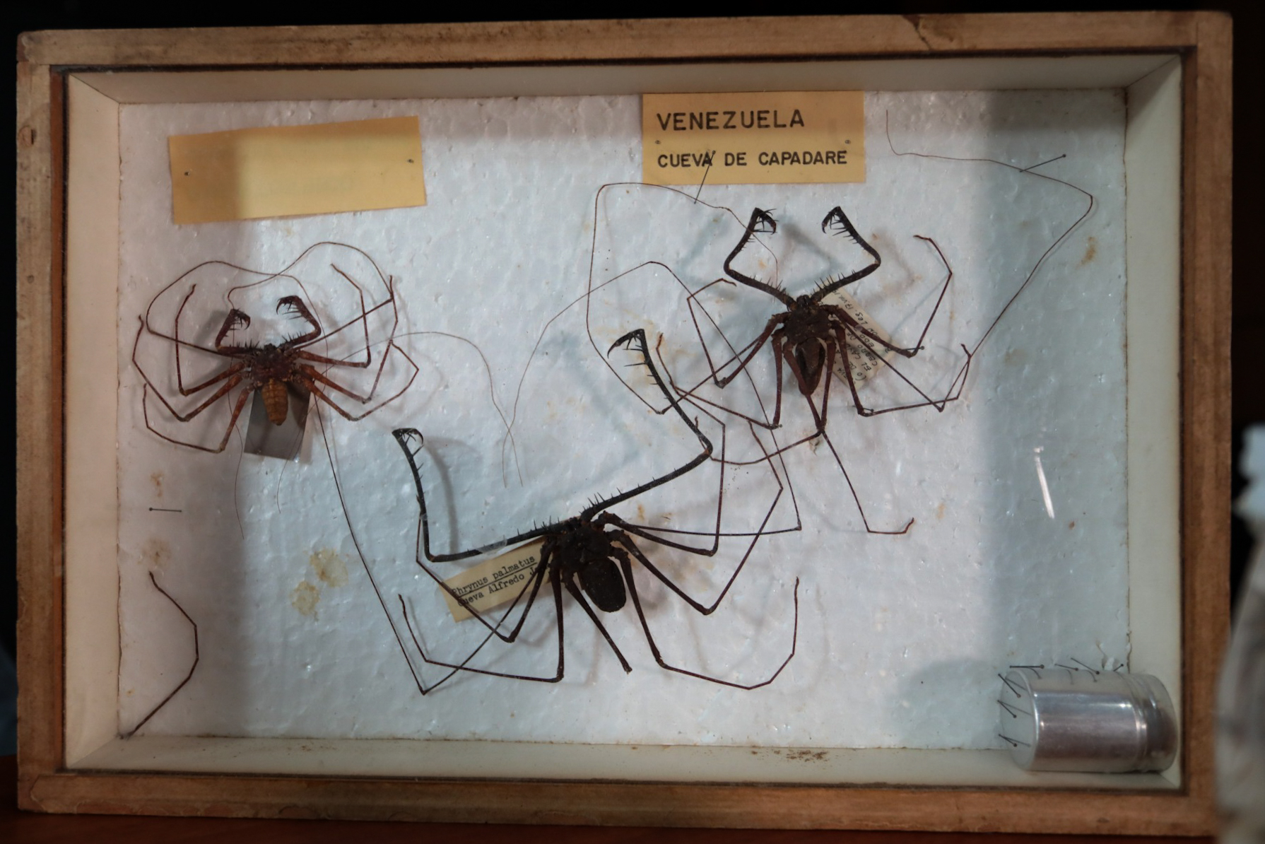 Experto del IVIC destaca valor ecológico de los arácnidos