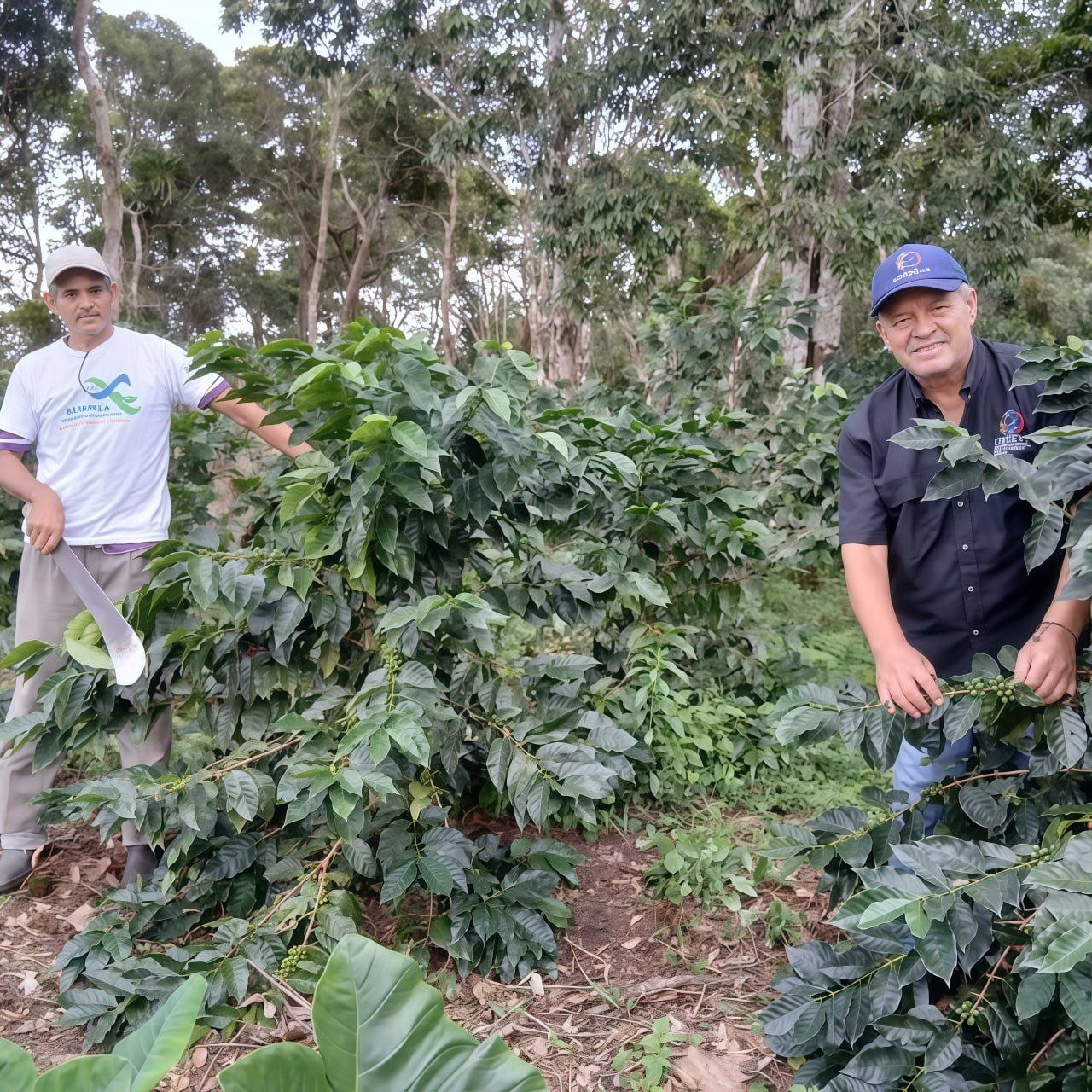 Avanza investigación sobre sistemas agroforestales en la Sierra de Falcón