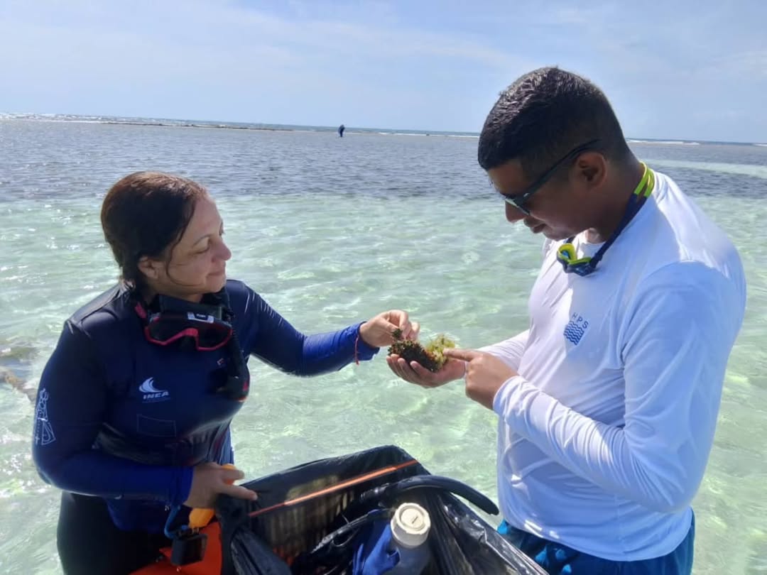 Investigadores venezolanos estudian potencial farmacológico de algas rojas en el Parque Nacional Morrocoy