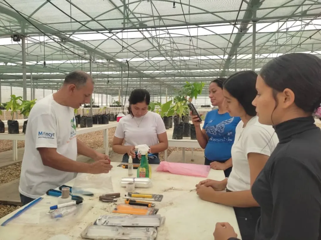ACAV fortalece capacidades técnicas con taller de injerto de cacao en Barinas