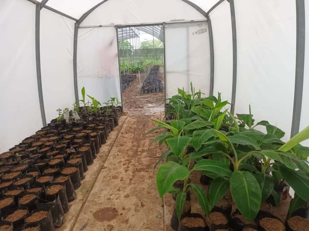 ACAV inaugura Túnel Térmico en Barinas para fortalecer la producción soberana de musáceas