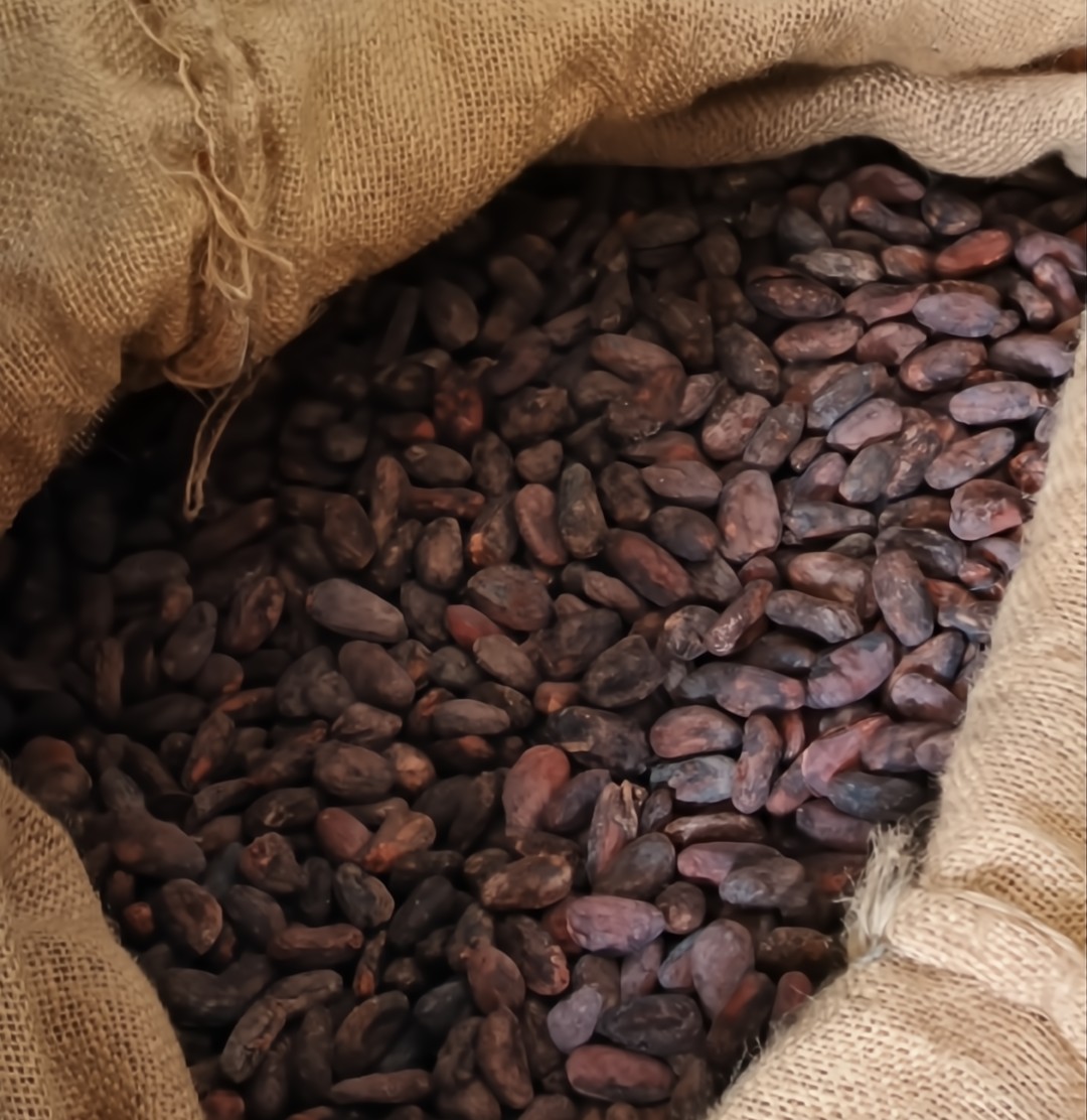 Cenidic fortalece investigación en postcosecha para blindar la calidad del cacao premium