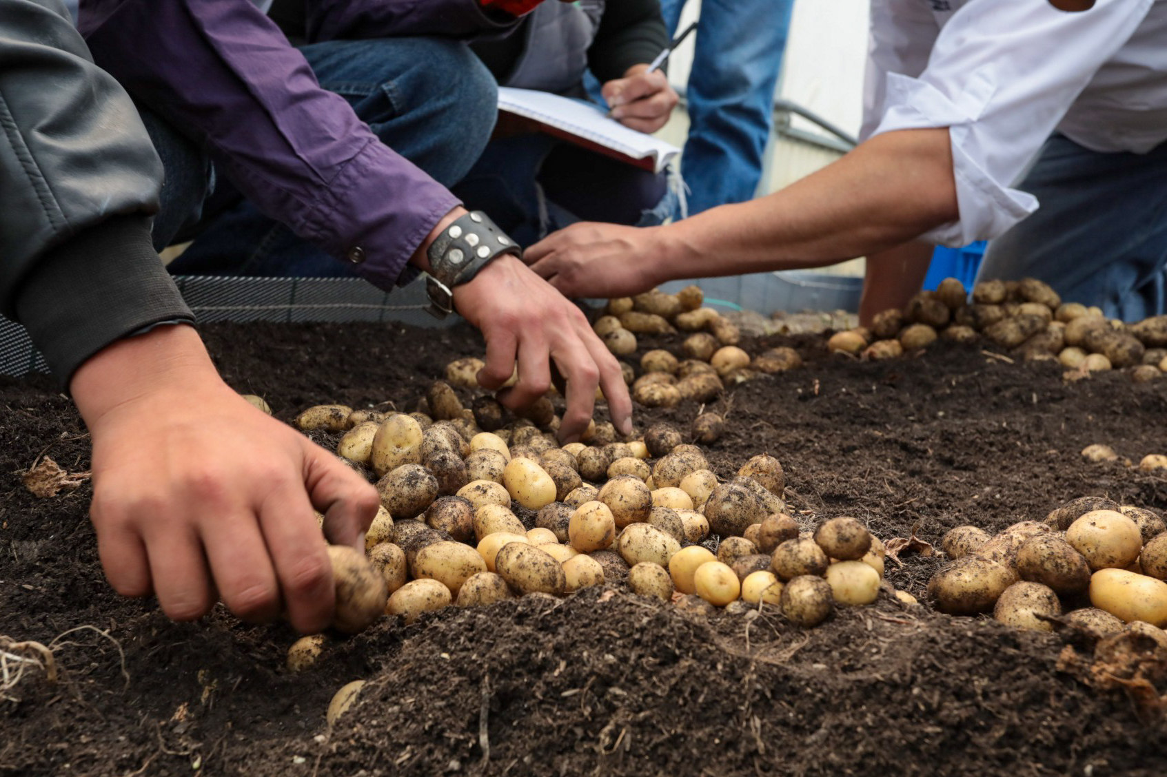 Ministra Gabriela Jiménez Ramírez resalta valor estratégico de la papa para la soberanía agroalimentaria