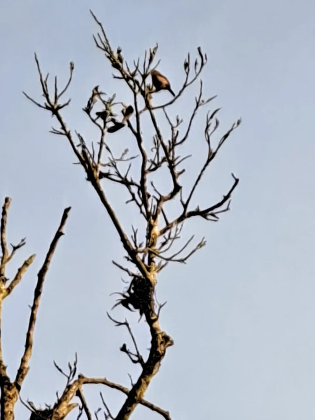 Táchira reporta 159 especies de aves durante el Global Big Day