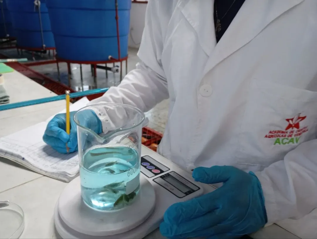 La ACAV evalúa el uso de biofermentos en la alimentación de especies acuícolas nativas