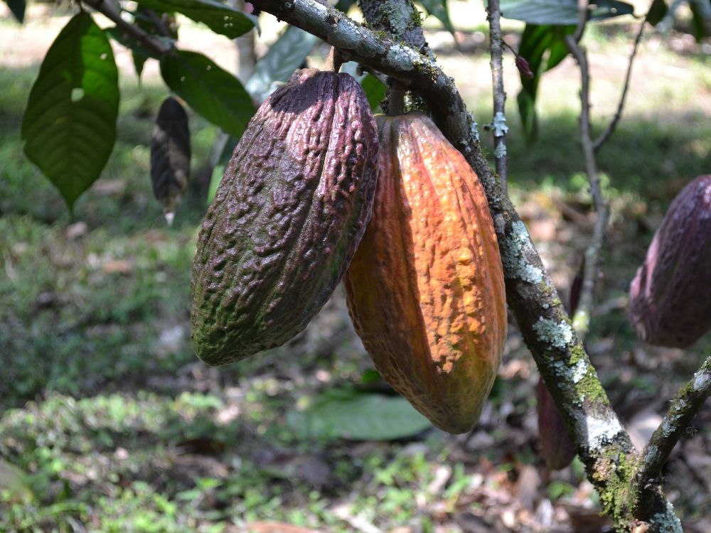 Gobierno Nacional y FAO certifican producción de viveros de cacao en Aragua