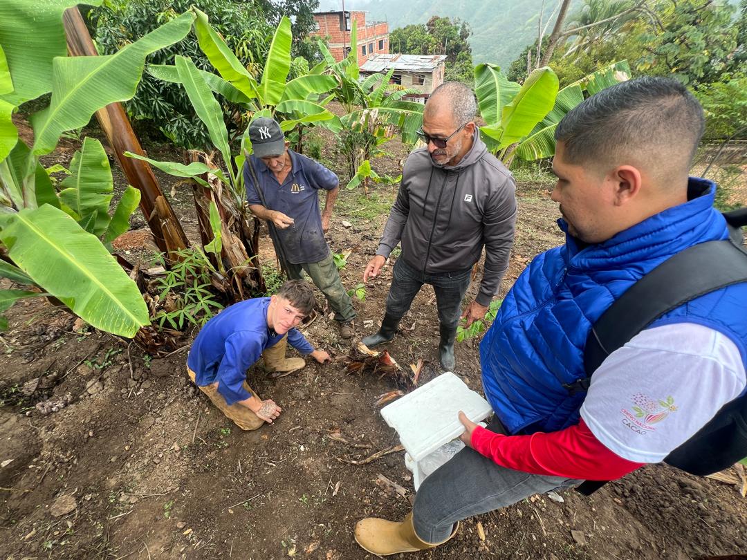 Investigadores del IDEA brindan asesoría técnica a productores de cacao en Baruta