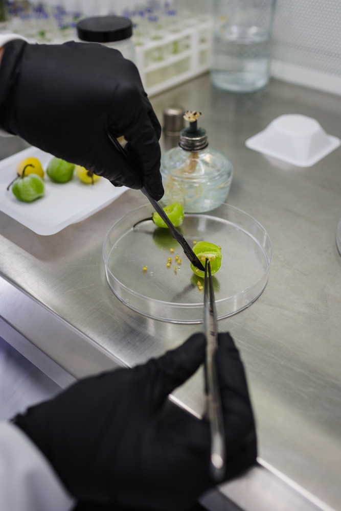 IVIC desarrolla investigación biotecnológica para preservar la pureza del ají margariteño