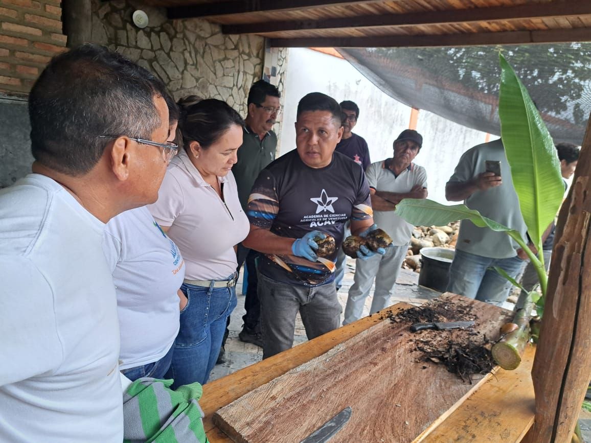 ACAV capacita a productores de Barinas en propagación de plátano Hartón