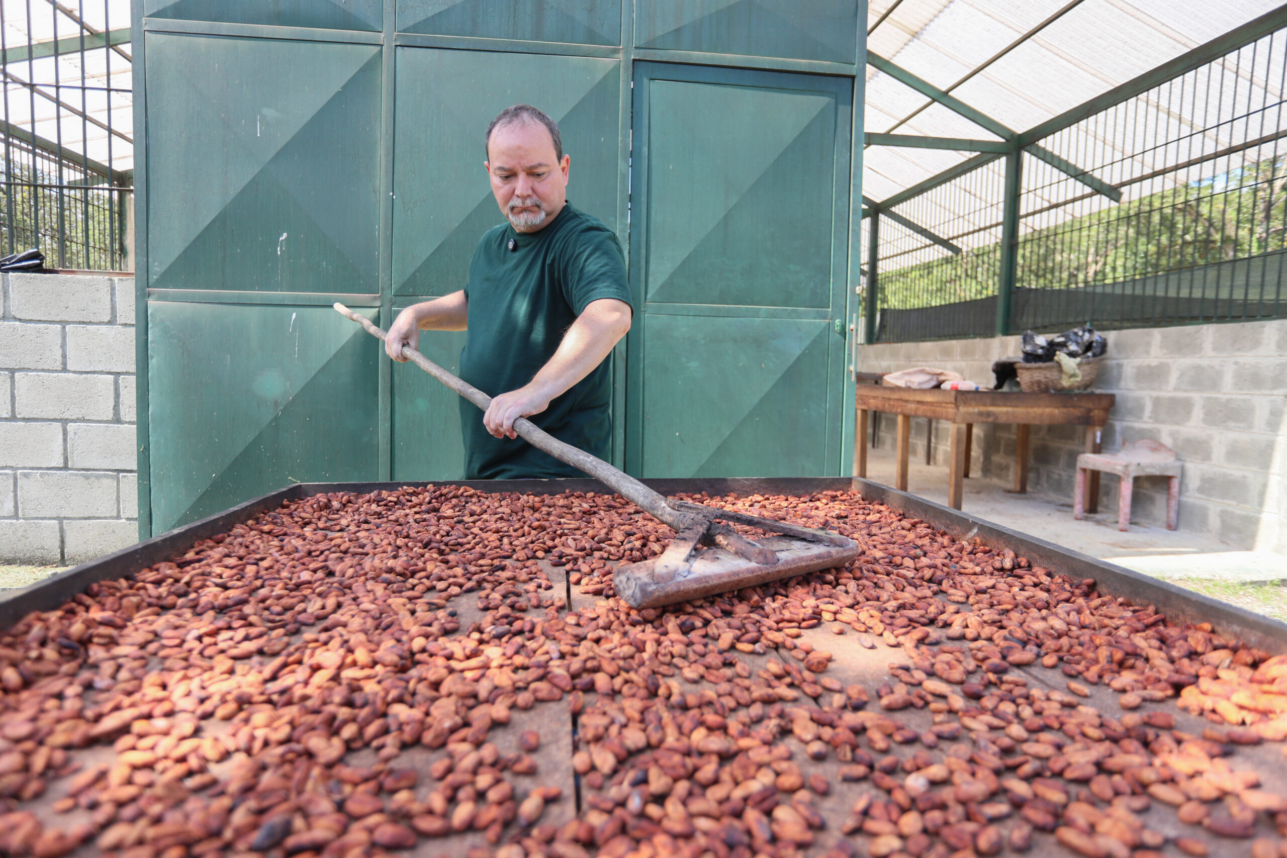 Cenidic impulsa modelo de investigación integral para fortalecer la cadena de valor del cacao