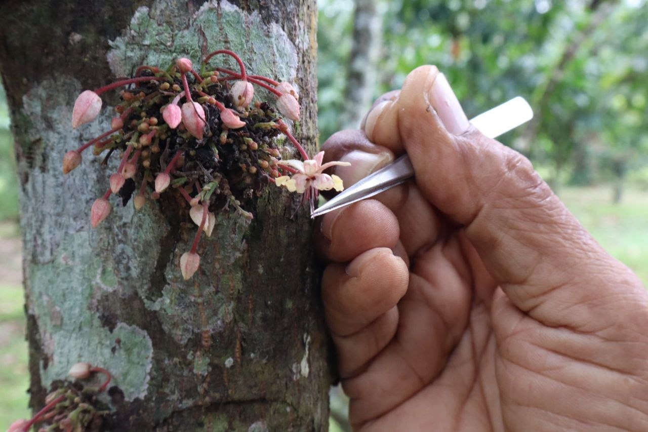 El Cenidic lidera mejoramiento genético del cacao venezolano mediante polinización dirigida