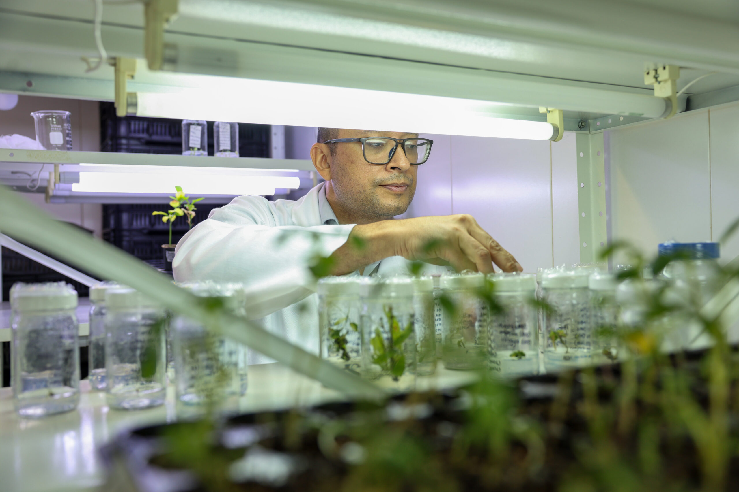 Fundación IDEA avanza en la propagación in vitro de cacao para el sector agrícola