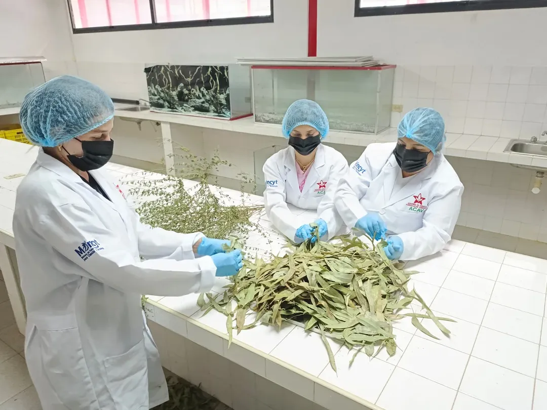 Mujeres científicas de la ACAV impulsan producción de aceites esenciales con aplicaciones agrícolas y fitoterapéuticas