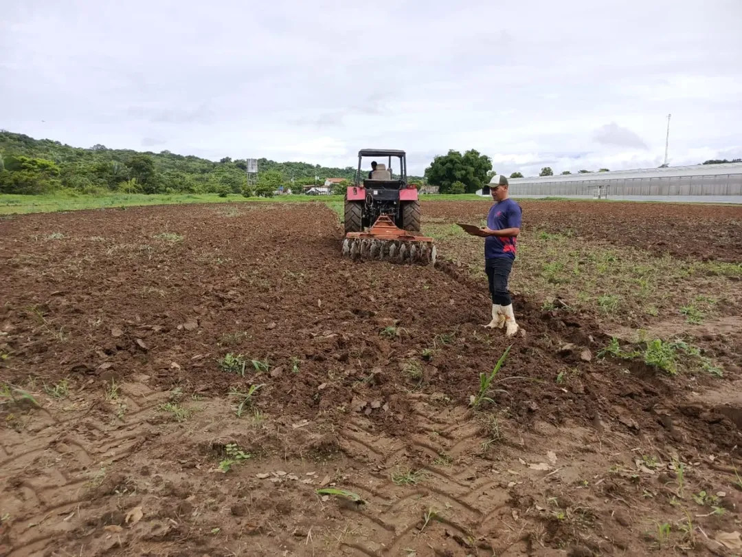 ACAV impulsa línea de investigación en raíces y tubérculos con el establecimiento de ensayo de yuca