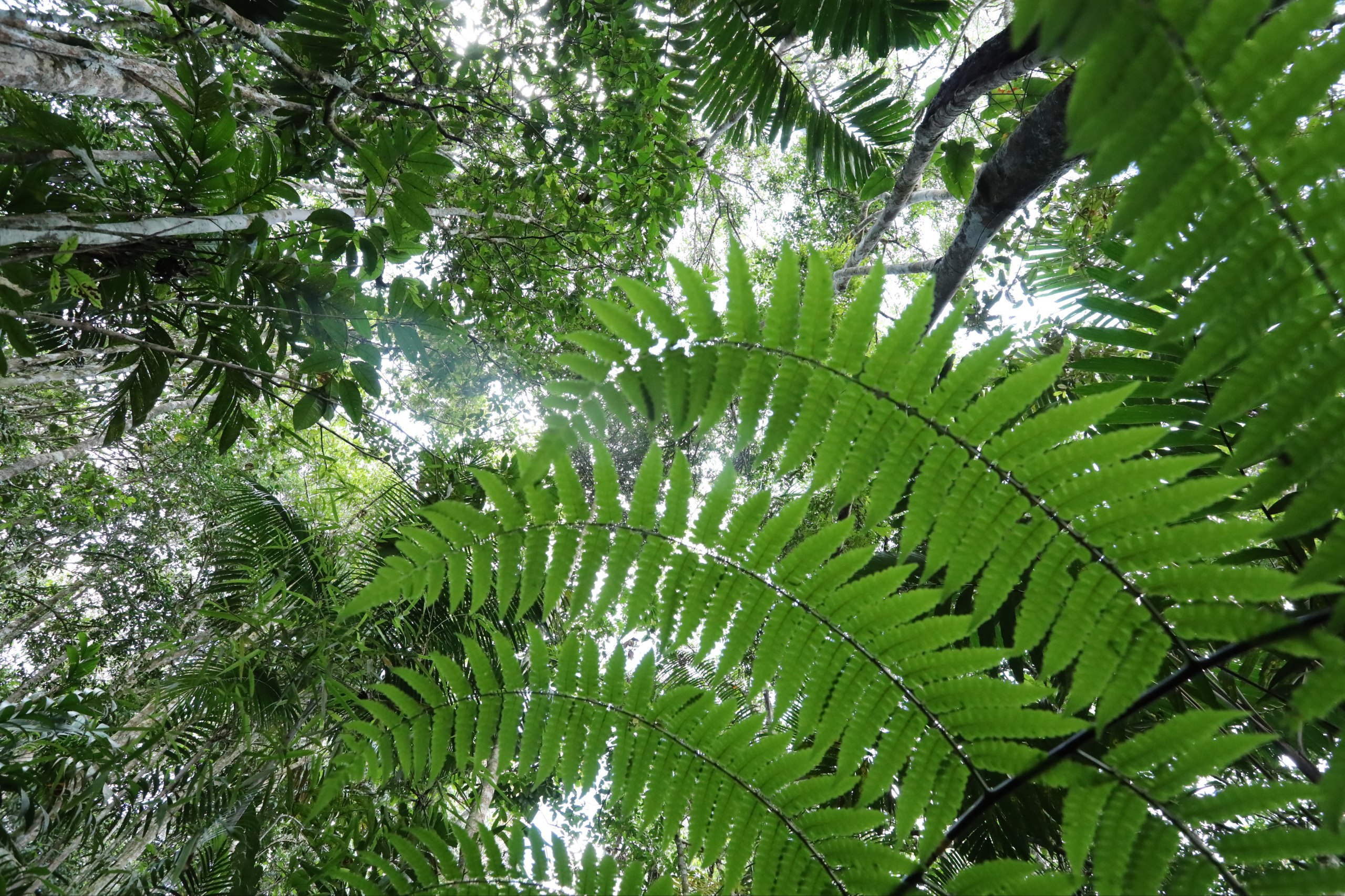 Centro Tecnológico del IVIC realiza primer taller de observación de aves en los Altos de Pipe