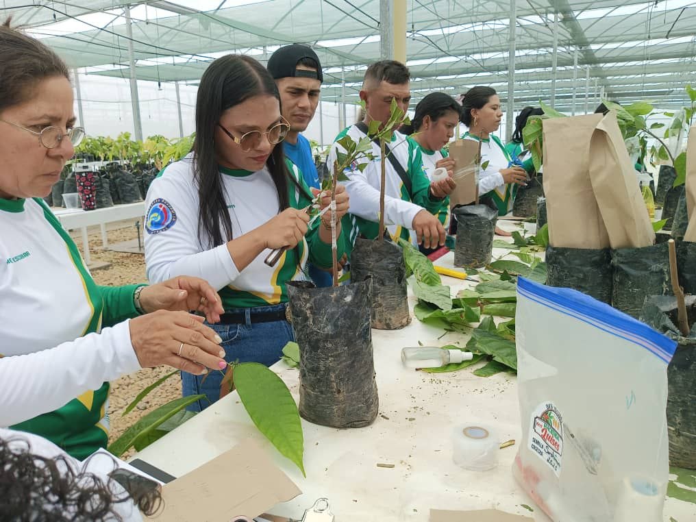 ACAV impulsa la producción de plántulas de cacao con técnicas de injertación