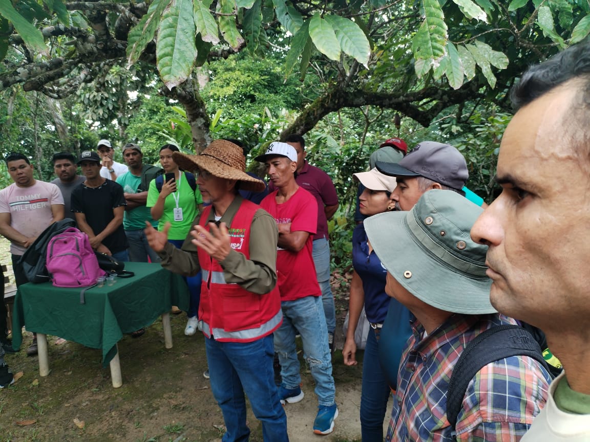 Hallan plantas centenarias élite de cacao e impulsan prácticas agroecológicas en Sucre