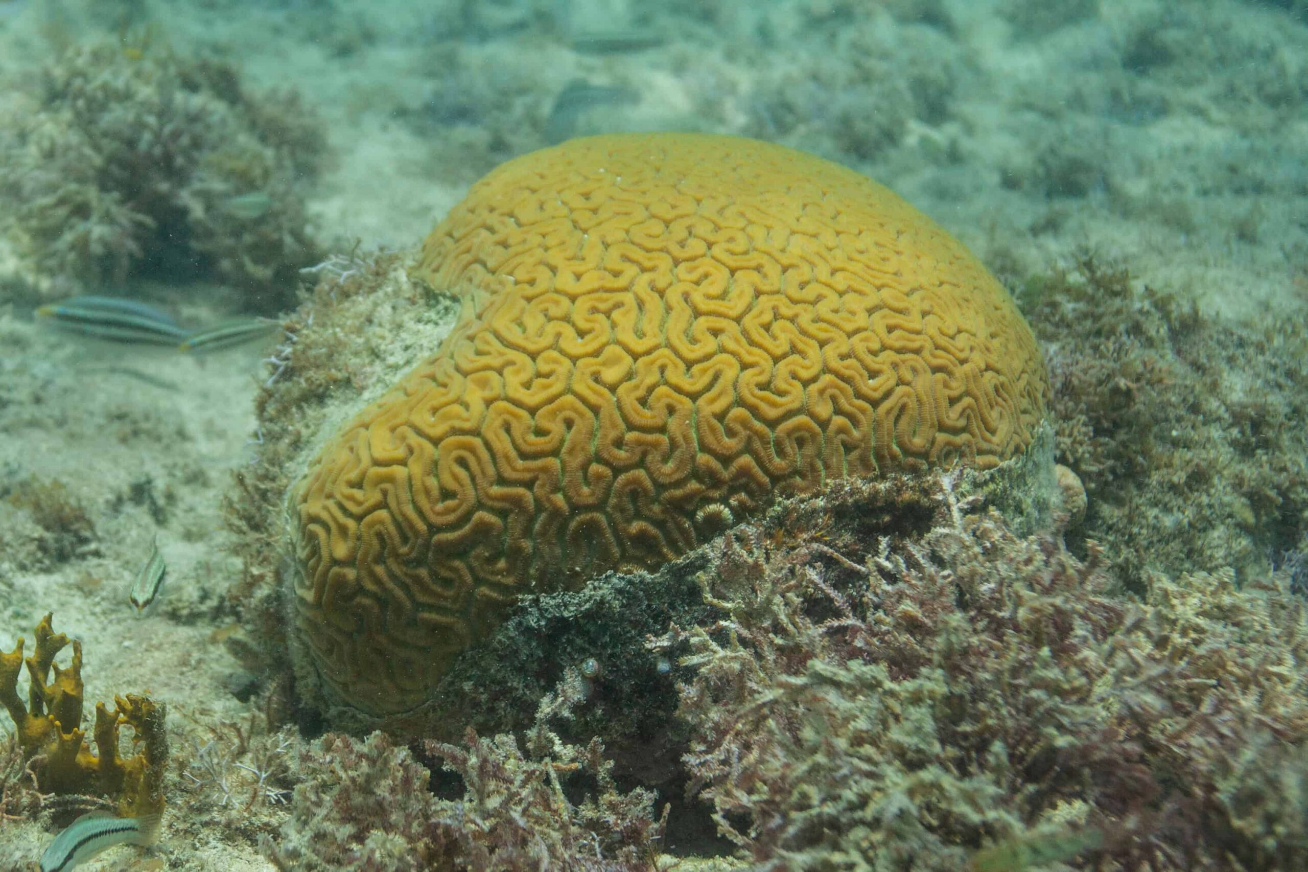 Científicos dominicanos crean primer banco genético de corales para resguardo del ecosistema marino