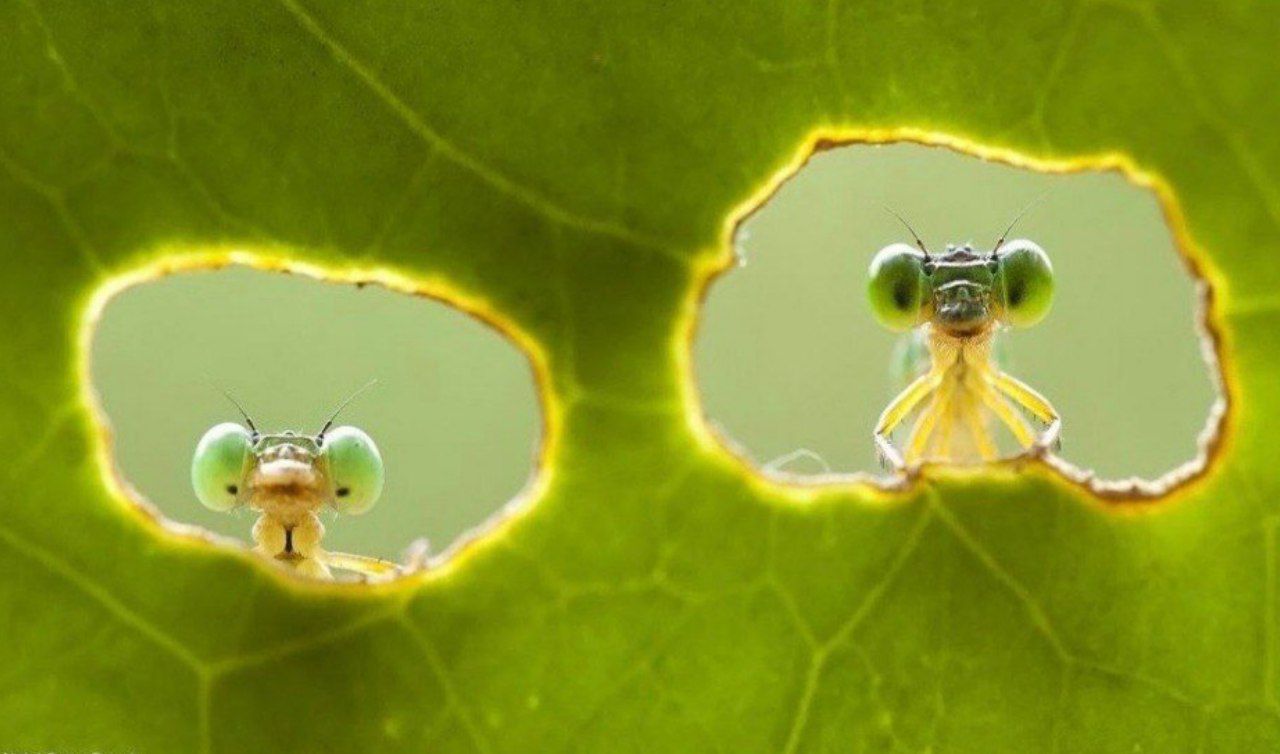 Codecyt reanuda ciclos formativos virtuales orientados al equilibrio ecológico en la agricultura