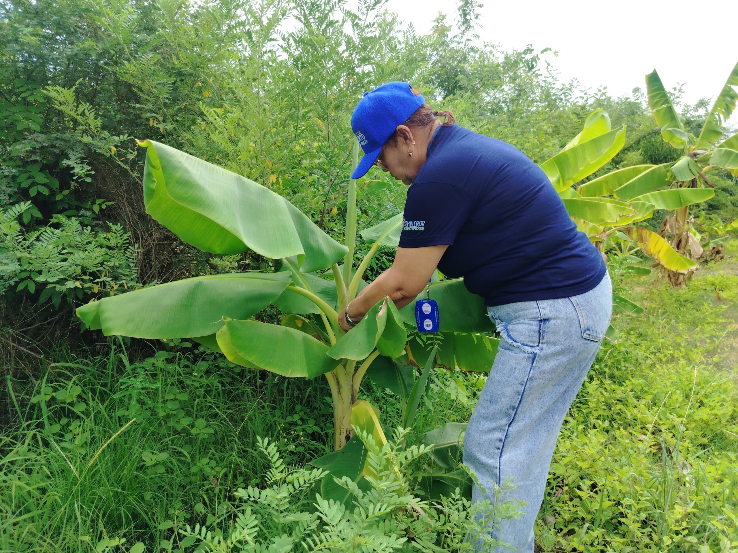 Fundación INZIT evalúa uso de bioinsumos para potenciar cultivo de plátano en Zulia