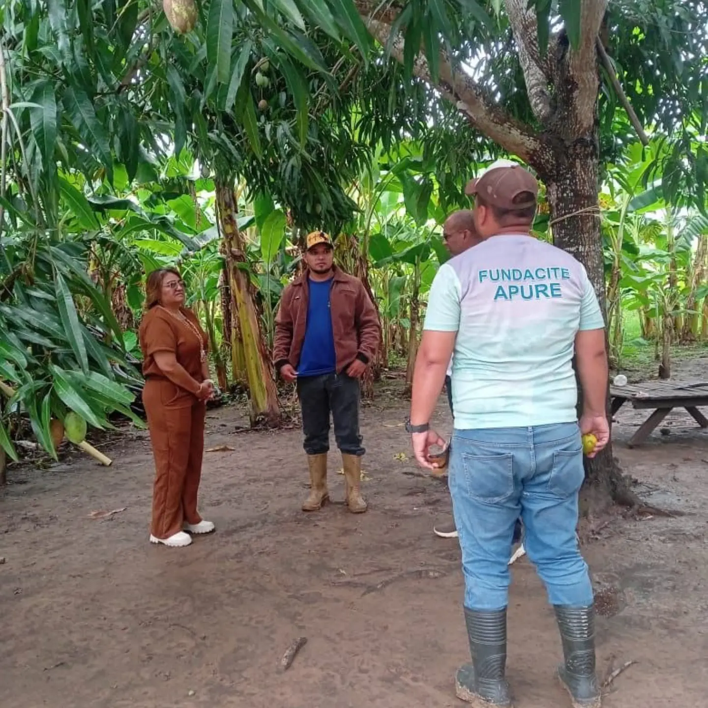 Alianza Científico-Campesina realiza diagnóstico técnico en cultivo de lechosa en el estado Apure