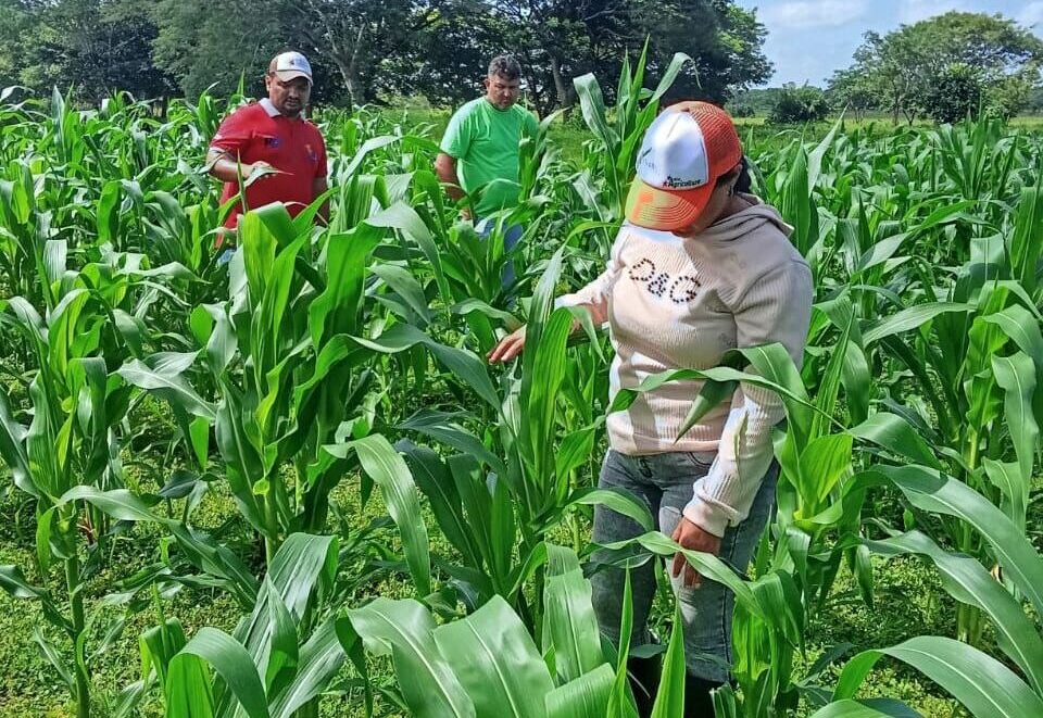 Productores de la comuna Herederos de Chávez recibieron asistencia técnica para el cultivo de maíz en Apure