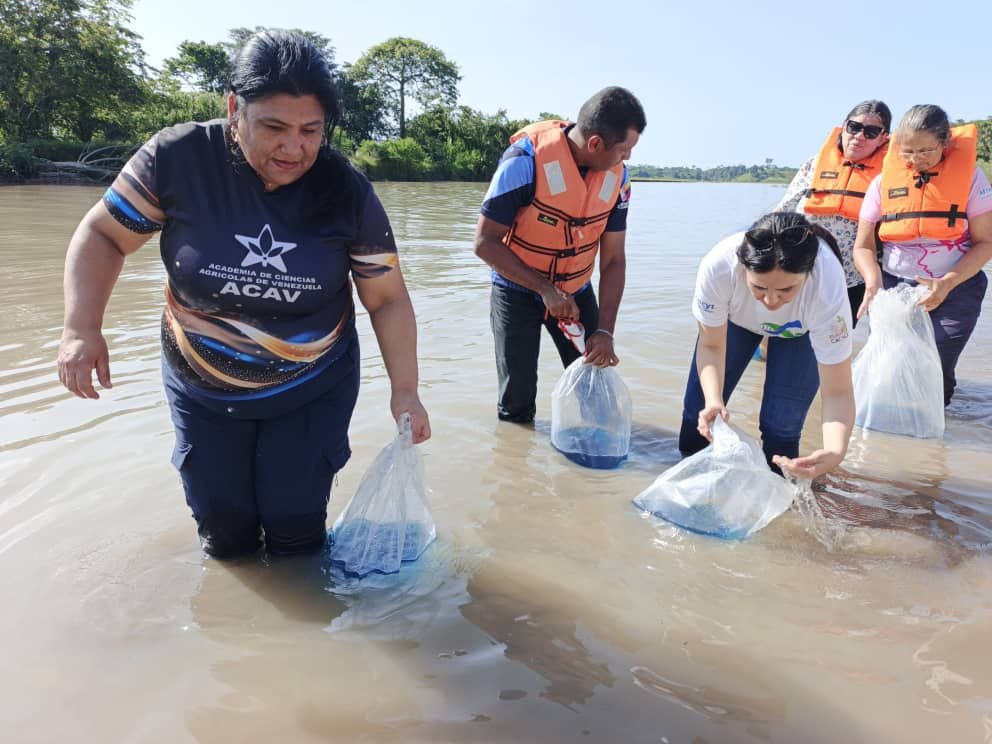 ACAV siembra 36.500 alevines de coporo y evalúa condiciones del agua en el embalse Masparro