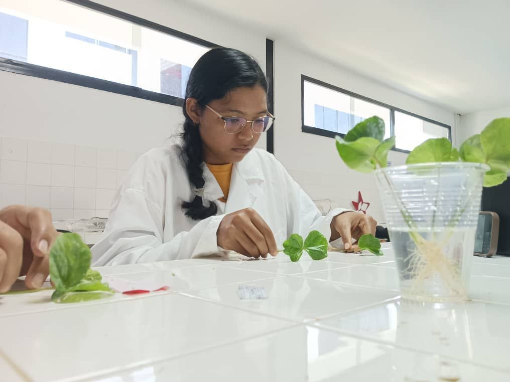 ACAV desarrolla técnica de injerto en café para fortalecer la soberanía agroalimentaria