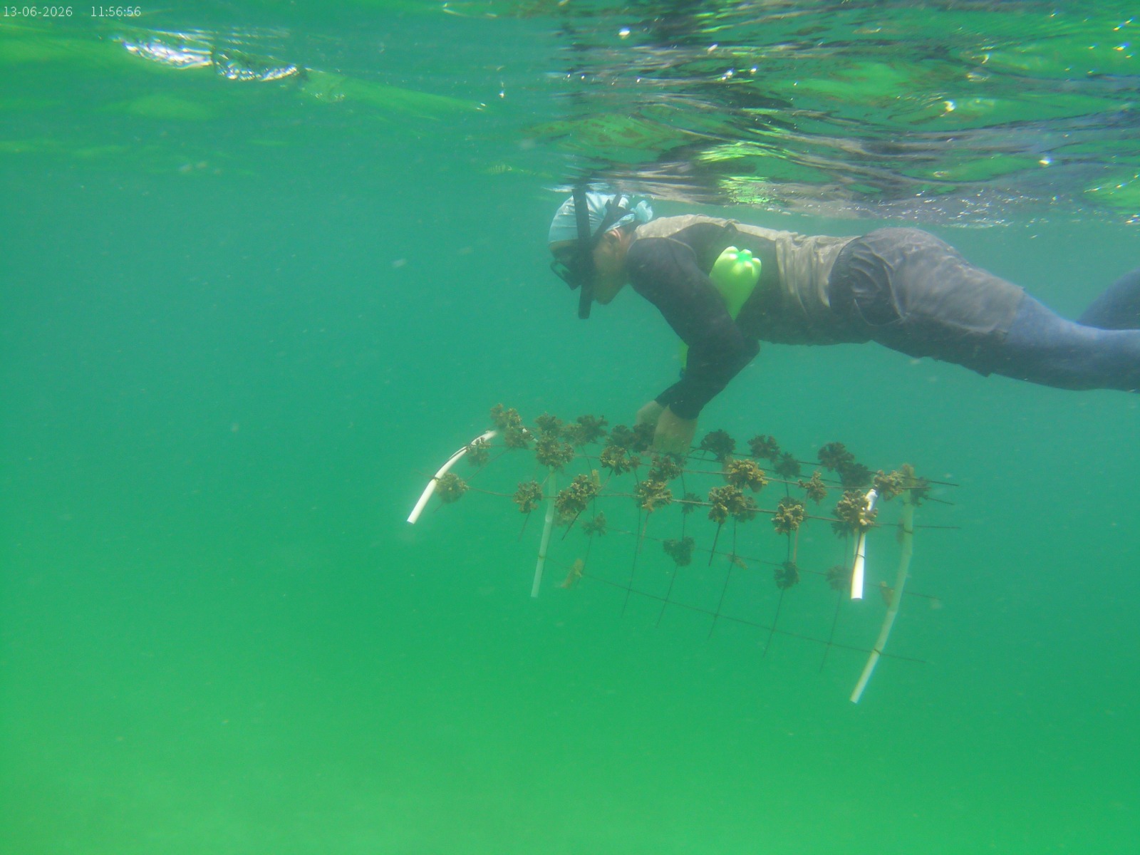 Mincyt e IOV promueven proyecto para la conservación y restauración de ecosistemas coralinos en Venezuela