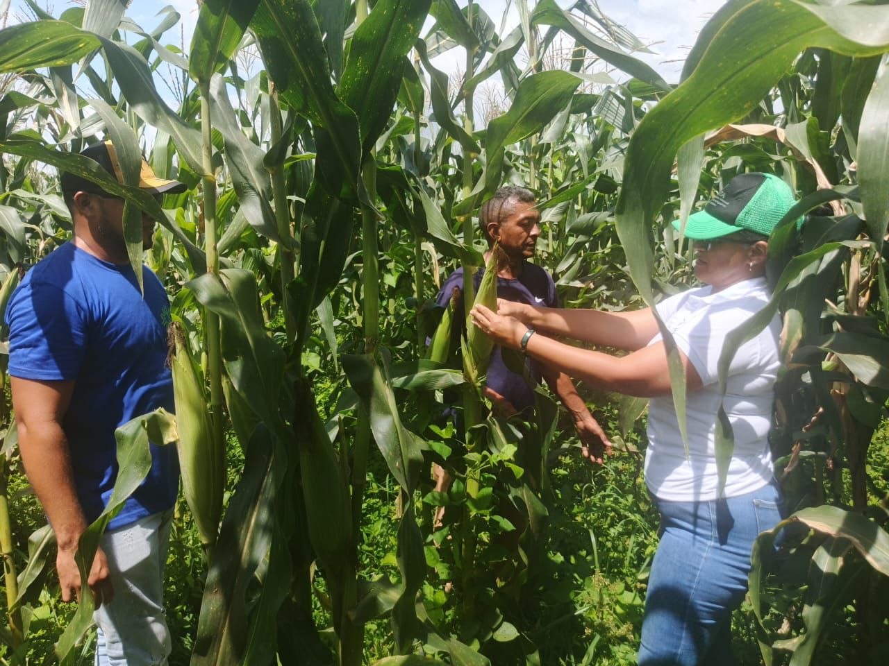 Alianza Científico-Campesina realizó inspección técnica a cultivos de maíz en el municipio Biruaca