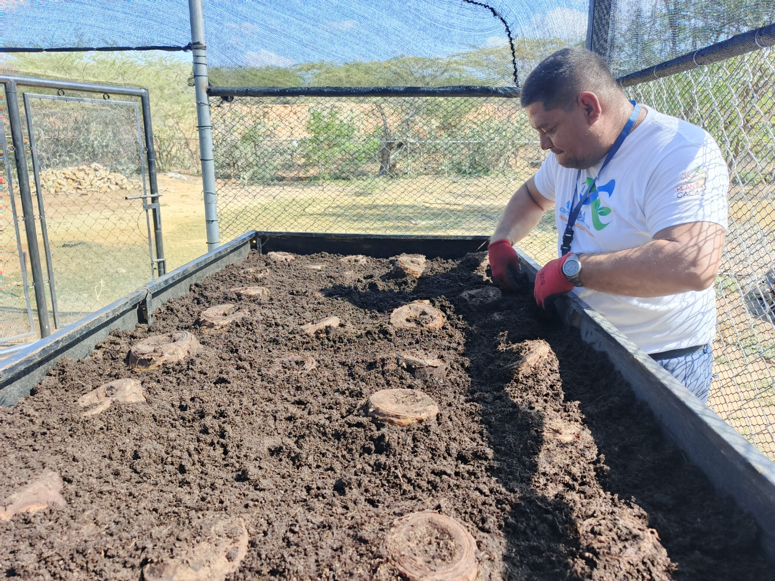 Fundación Inzit impulsa la soberanía alimentaria con producción científica de plátano en Zulia