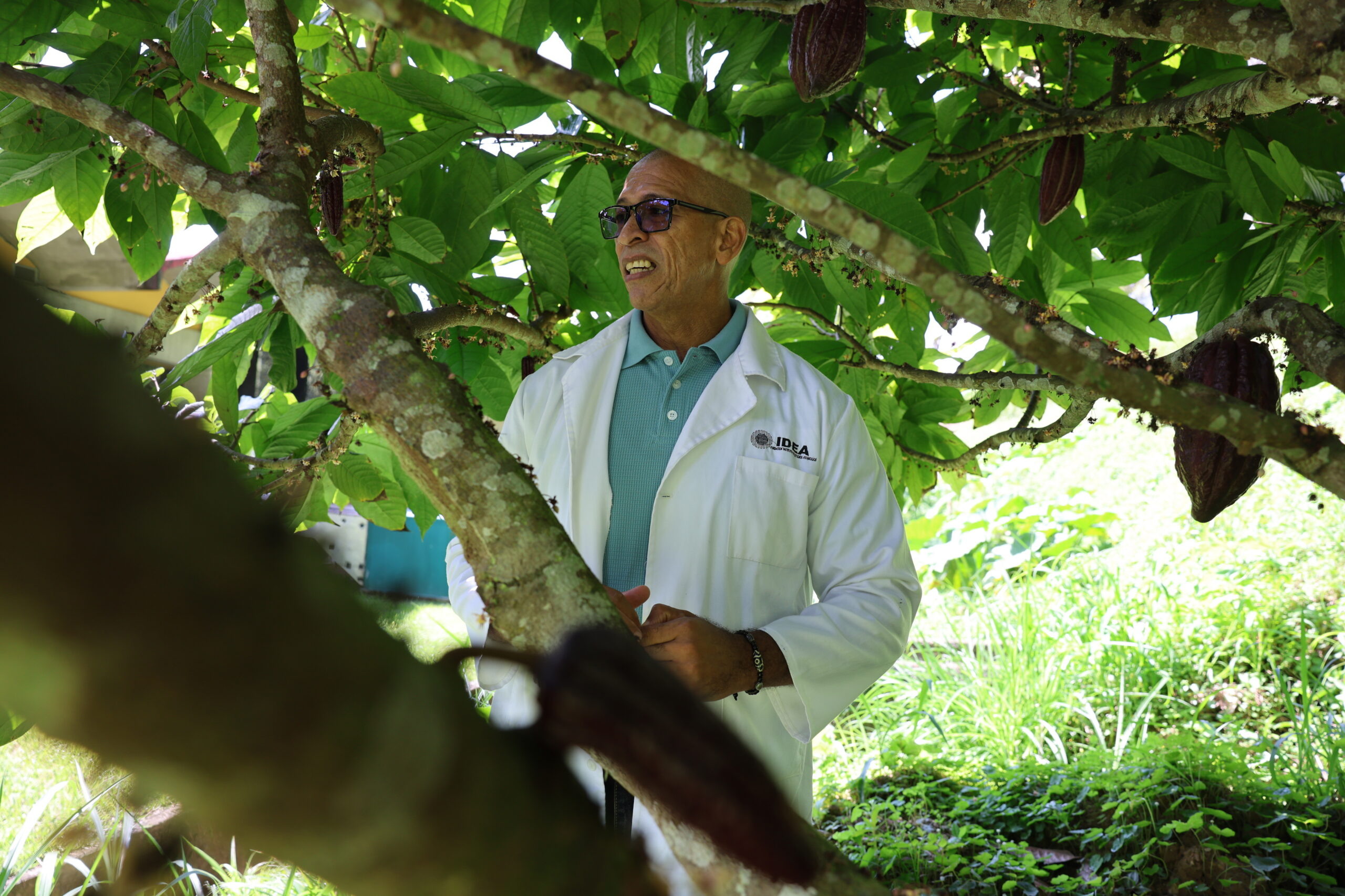 Mincyt desarrolla estrategias biotecnológicas para proteger la producción de cacao ante el cambio climático