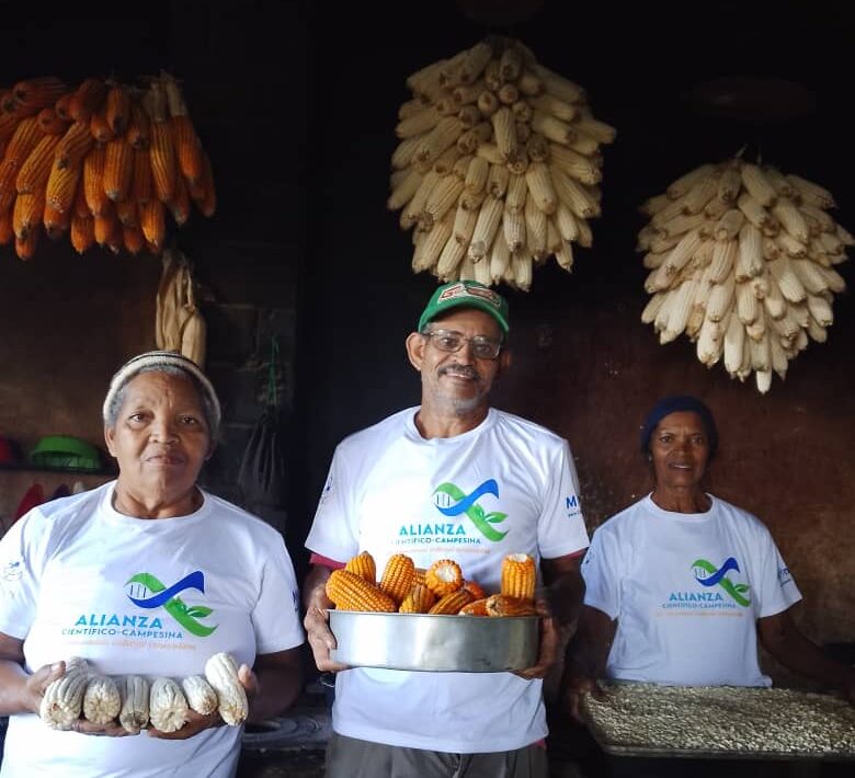 Avanza proyecto de rescate y multiplicación de semillas ancestrales de maíz en el estado Falcón