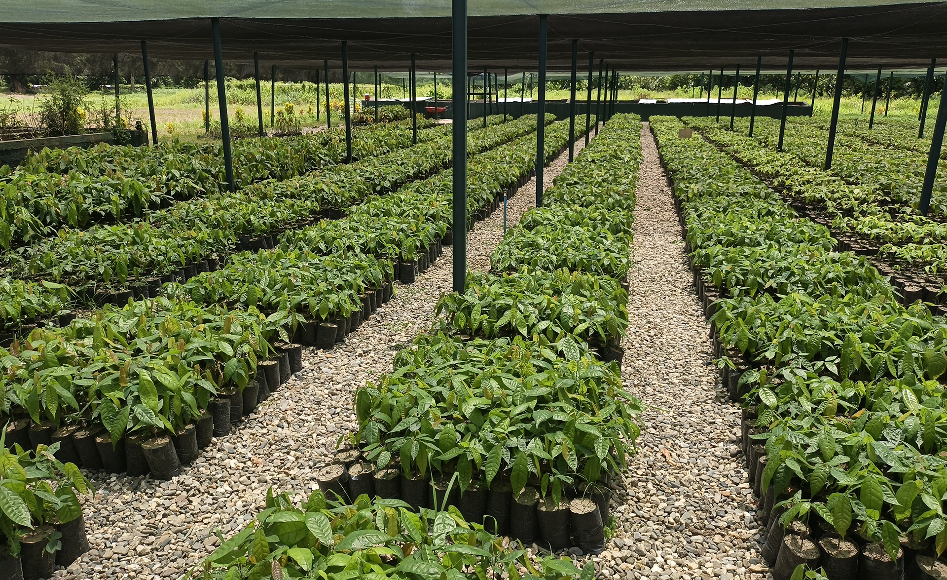 Fonacit y Cenidic impulsan la recuperación del acervo genético del cacao en Miranda
