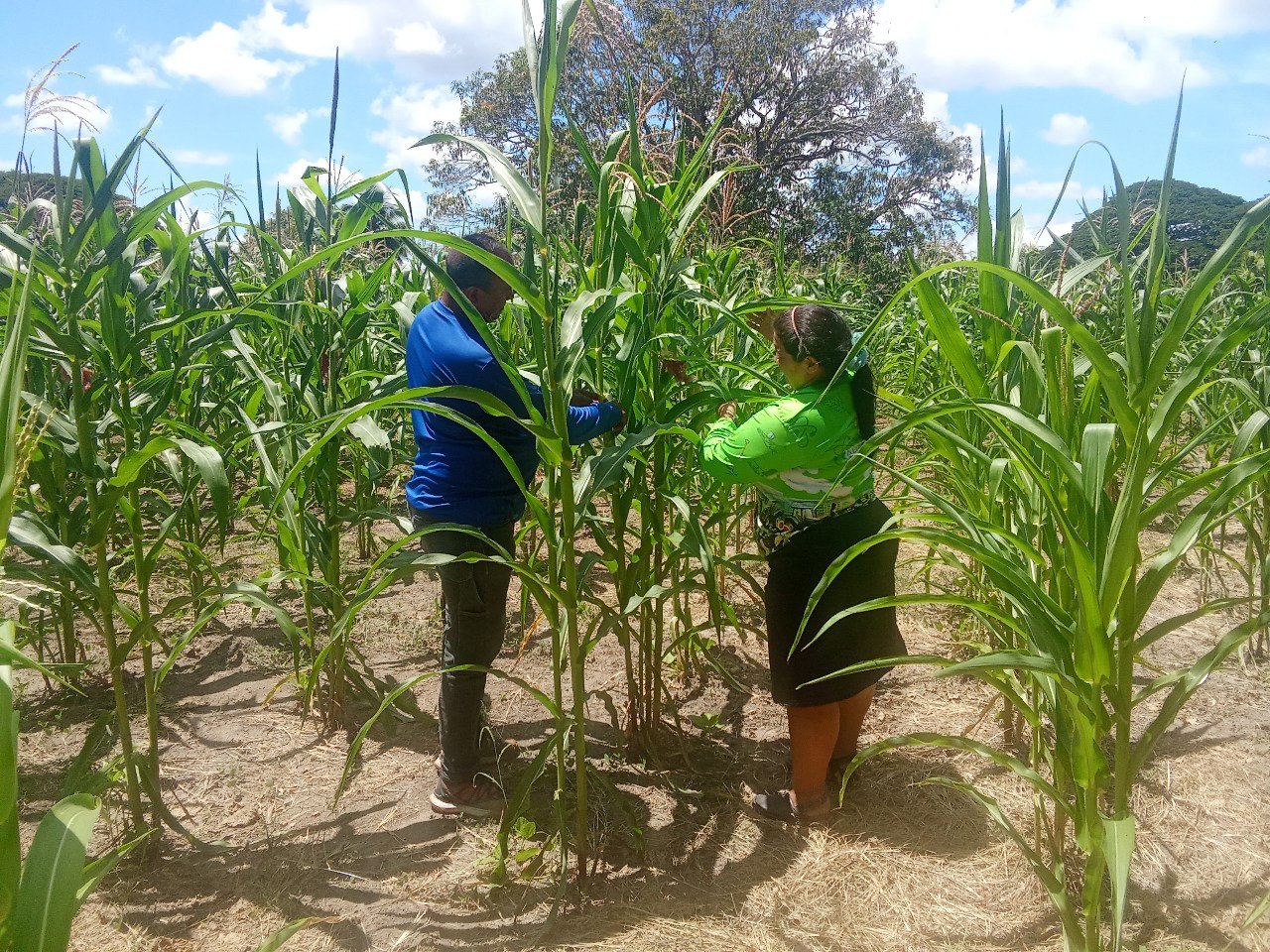 Fundacite Apure evalúa cultivo de maíz amarillo INIA 7 para fortalecer la soberanía semillera