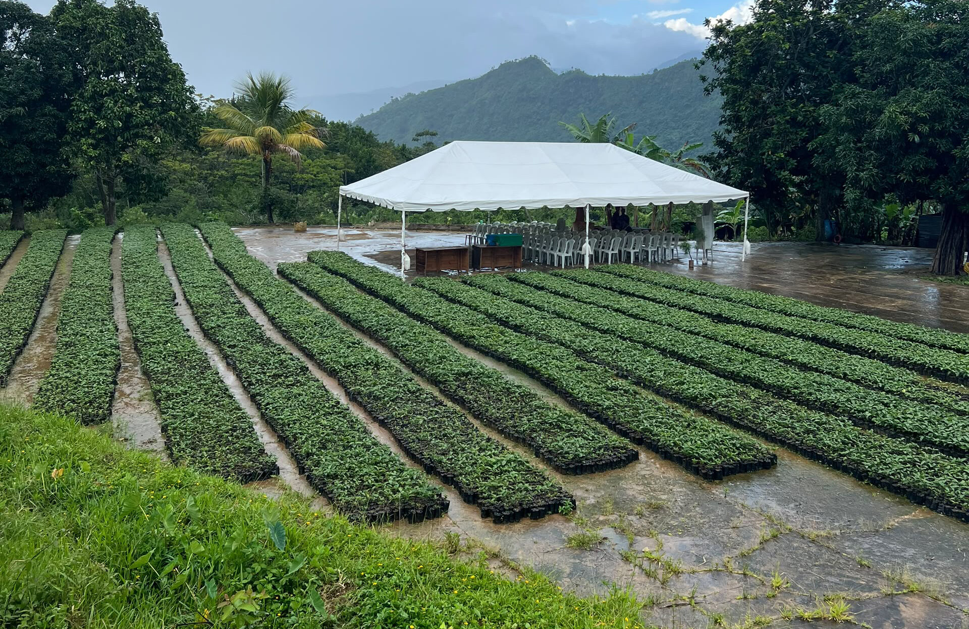 Alianza Científico-Campesina acompaña la entrega de 290 mil plántulas de café en Anzoátegui