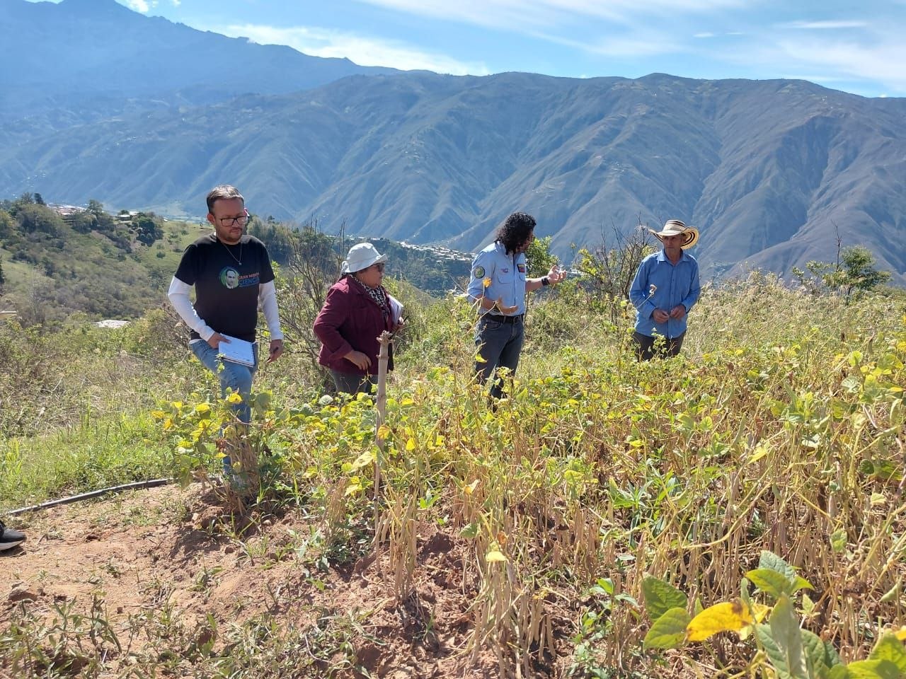 ACAV acompaña la multiplicación y conservación de semilla registrada de caraota en Mérida